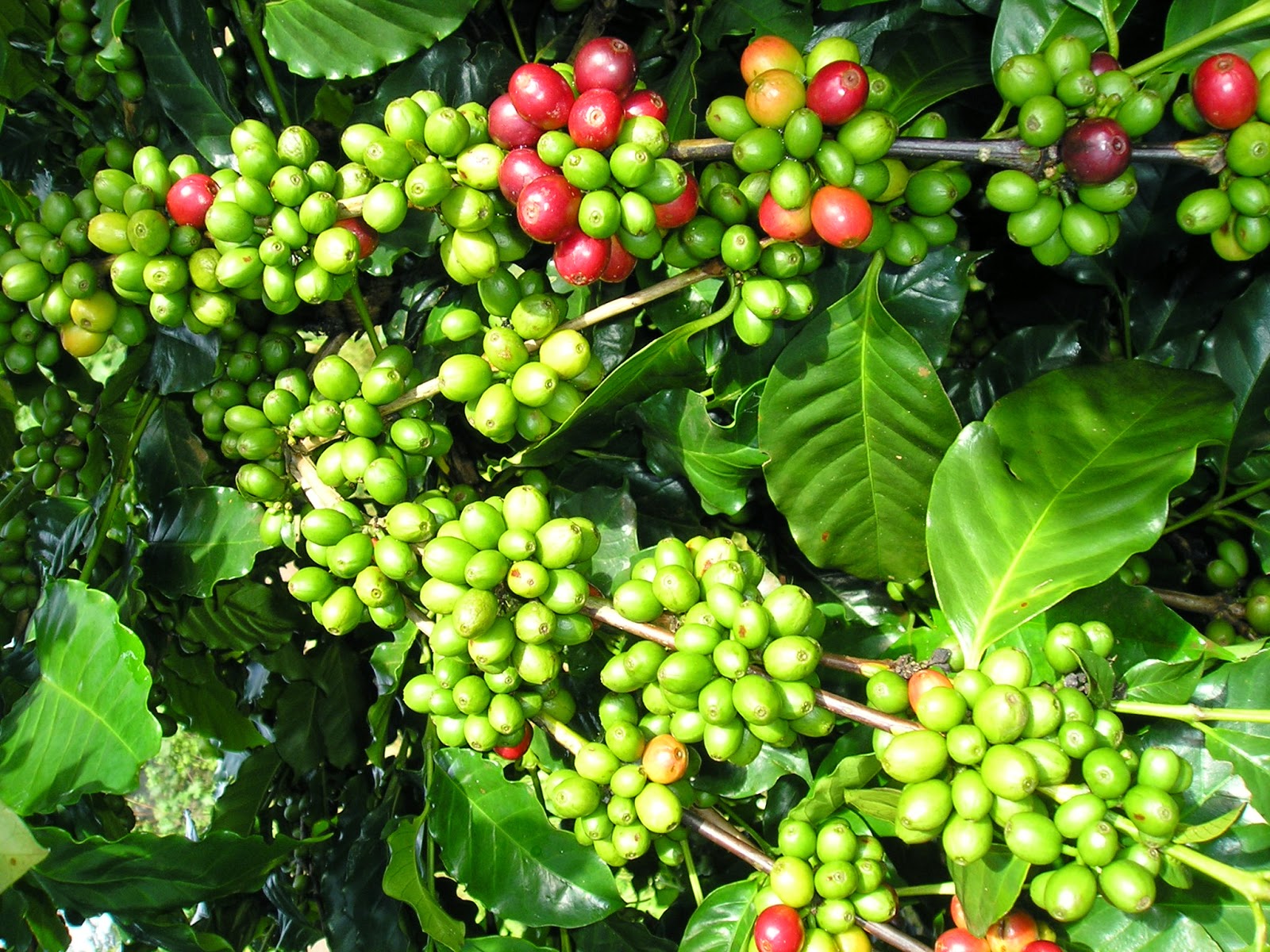 coffee-plantation-of-saigon-top-tours-jpg