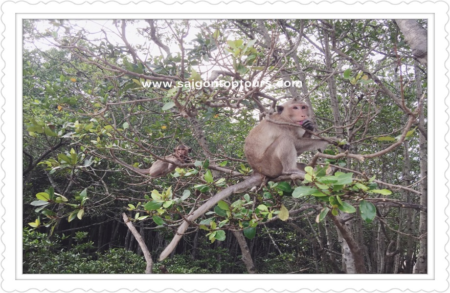monkey-island-can-gio-tour-full-day