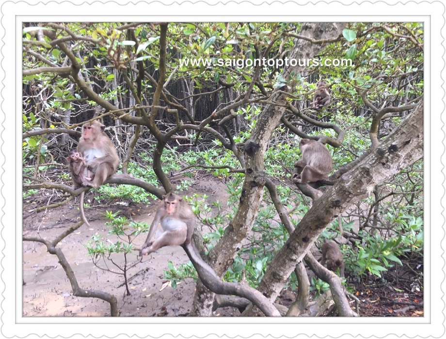 monkey-mangrove-of-can-gio-tour-full-day
