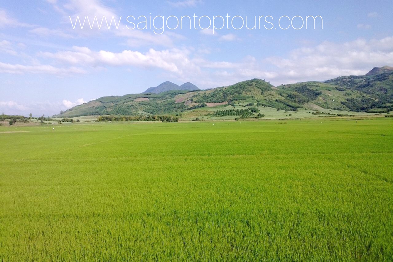 top-rice-field-vietnam-saigon-top-tours-jpg