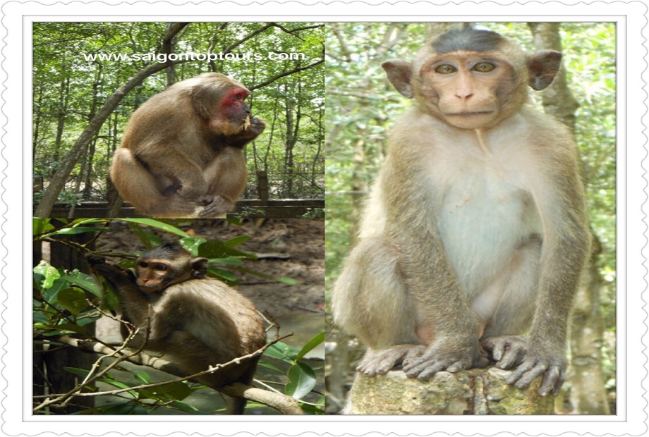 monkey-forest-tour-one--day