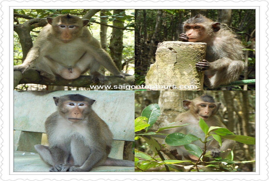 monkey-jungle-tour-full-day