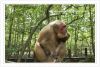 monkey-island-can-gio-mangrove-tour-monkey-jungle-tour-full-day - ảnh nhỏ  1